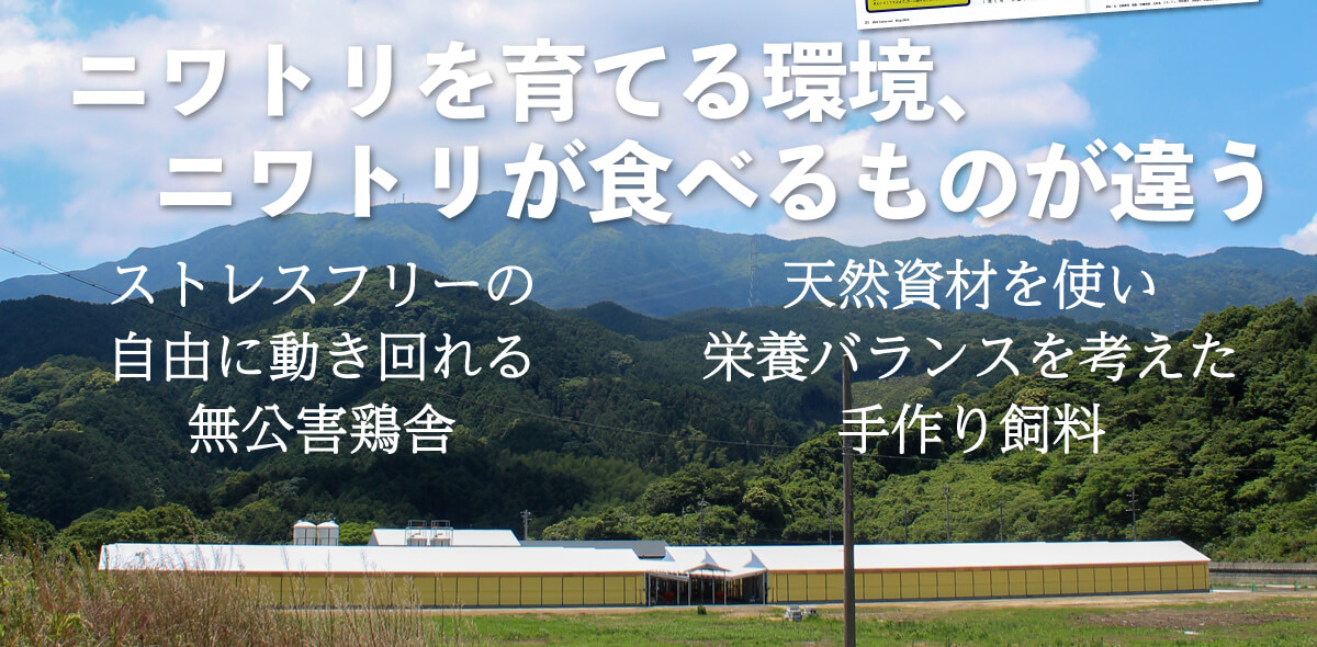 ニワトリを育てる環境、鶏が食べるものが違います。